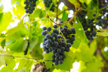 Close-Up of Ripe Black Grapes Hanging on Vine in Sunny Vineyard