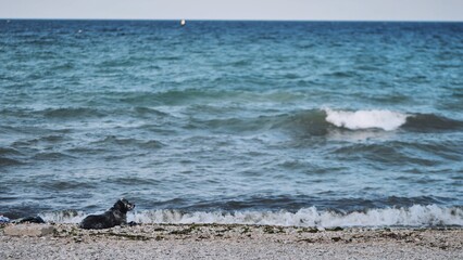 Lonely dog relaxing on Crimean beach looking at the sea waves