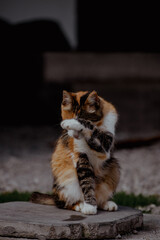 Calico cat sits upright on a stone, grooming its paw. The cat has orange, black, and white fur with distinct patches. The background is blurred, emphasizing the cat.
