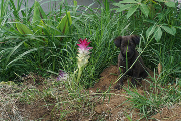 puppy and flower A black puppy is sitting and looking at the camera next to a flower growing among the lush grass.
