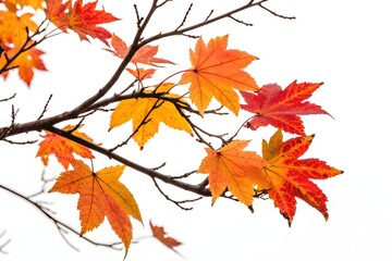 Fototapeta premium Maple Autumn Leaves Branch – Vibrant Fall Foliage for Seasonal Design and Decoration.