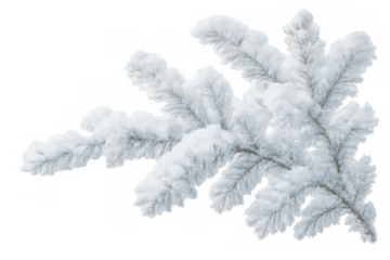 Fir tree branch covered in fresh white snow and hoarfrost, encapsulating cold winter weather on transparent background