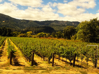 Orderly Napa Valley grapevines in dry golden soil leading to tree-covered hills under partly cloudy sky