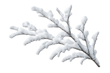 Snow covering tree branch, winter nature scene creating an effect of cold, season, frost, and white