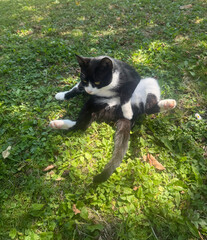 Black and white cat portrait in garden
