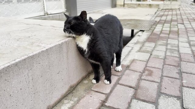 A video of a black stray cat rubbing against a sidewalk, displaying its adorable behavior and playful charm in a charming urban street environment.

