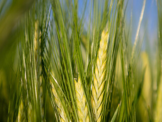 Wheat Field During Golden Hour in Summer