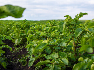 Potato Plants Growing in a Sunny Field in Spring