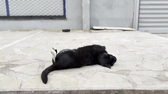 A video of a black stray cat rolling and tumbling on the street, showcasing its adorable antics and playful charm in a lively urban setting.

