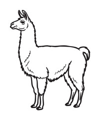 Fototapeta premium Black outline drawing of a standing llama, showcasing its distinct features and shaggy fur. ideal for design concepts related to wildlife and nature.