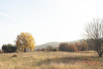 Fototapeta premium landscape. road, forest in the distance, mountains, beautiful blue sky