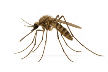 Mosquito insect, a common pest, sucking blood and spreading disease. Micro close-up view with transparent background