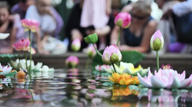Colorful lotus flowers floating on water surface in Vietnam