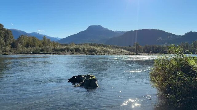 Lovely day with view of the Skagit river from bank while fishing with Pacific salmon spawning in fish beds during autumn fall season 