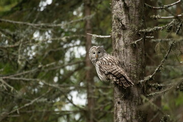 A long-tailed owl in its natural habitat  (Strix uralensis)