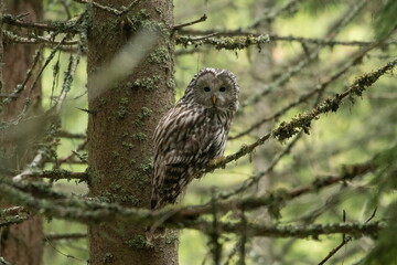 A long-tailed owl in its natural habitat  (Strix uralensis)