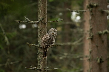 A long-tailed owl in its natural habitat  (Strix uralensis)