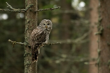 A long-tailed owl in its natural habitat  (Strix uralensis)