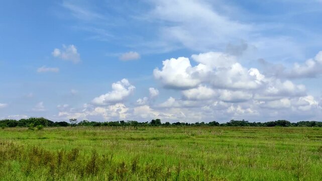 Lush grasslands stretching under a clear blue sky filled with fluffy white clouds, with rows of trees on the horizon.