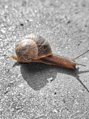 snail on the road