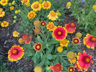 Bright blanketflowers on a beautiful autumn day