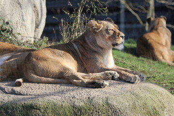 A lion resting on large rocks inside a zoo enclosure under sunlight, with a naturalistic background of stones and vegetation.