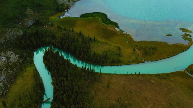Aerial view meander of cold blue river of glaciers in green forest vegetation of delta from mountain Altai. Beautiful Landscape Multinskoye lake.