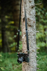 Vintage camera hanging from tree in lush forest, ready for nature photography
