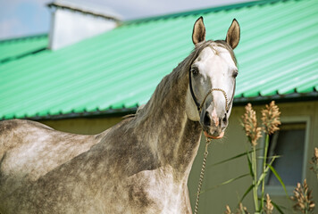 portrait of  beautiful sportive grey stallion posing near stable.  summer sunny morning