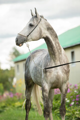 Obraz premium portrait of beautiful sportive grey stallion posing in stable yard. summer cloudy morning