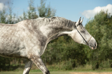 portrait of  beautiful sportive grey stallion posing in pasture.  summer sunny morning