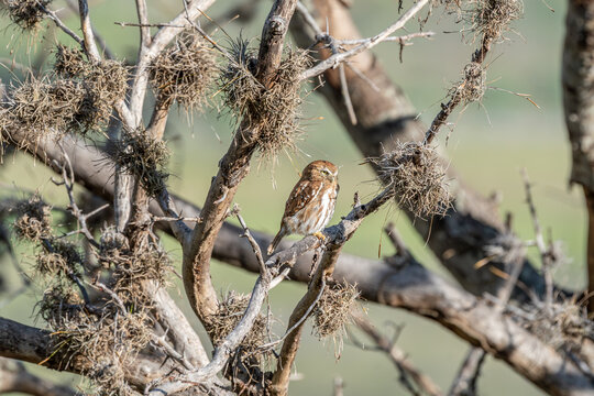 Cabur&eacute; (Glaucidium brasilianum) uma das menores corujas do mundo medindo cerca de 16,5 cent&iacute;metros, pousada em seu habitat natural