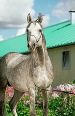 portrait of  beautiful sportive grey stallion posing at stable yard.  summer sunny morning