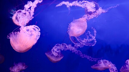 Jellyfish in a deep blue aquarium environment with a pink-purple glow — a concept of marine biology, bioluminescence, art visualization, and the aesthetics of ocean life.