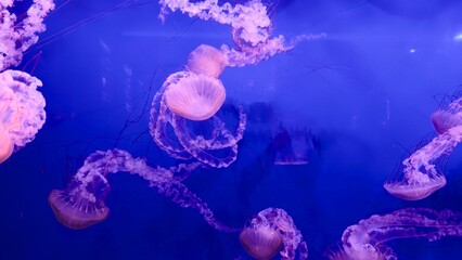 Jellyfish in a deep blue aquarium environment with a pink-purple glow — a concept of marine...