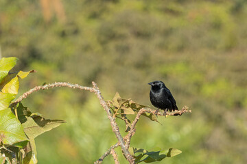 Pássaro preto (Gnorimopsar chopi) pousado em um galho sob um fundo verde desfocado