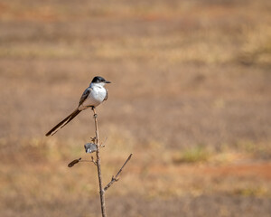 Tesourinha (Tyrannus savana) pousada sob um fundo desfocado olhando para a direita
