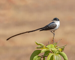 Tesourinha (Tyrannus savana) pousada sob um lindo fundo desfocado
