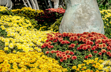 plant, spring, summer, orange, leaf, marigold, field, season, park