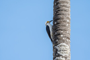 Pica pau branco (Melanerpes candidus) sob um lindo céu azul
