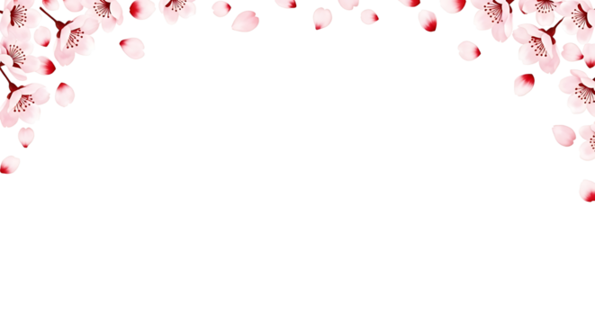 Delicate Cherry Blossom Petals Falling from Above on a White Background