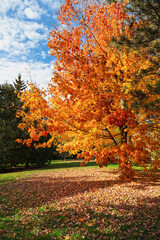 Naklejka premium a photograph of autumn golden yellow leaves