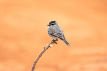 Peitica de chapéu preto isolado (Griseotyrannus aurantioatrocristatus) empoleirado sob um lindo fundo laranja desfocado