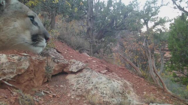 A male mountain lion stands next to a remote camera looking into the distance to the right for several seconds and then walks forward away from the camera on a narrow trail in Southern Utah USA.