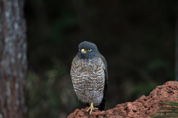Gavião carijó (Rupornis magnirostris) pousado sob um fundo escuro