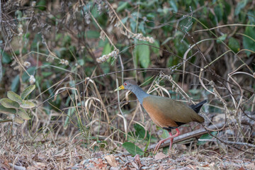 Saracura três potes (Aramides cajaneus) caminhando no mato