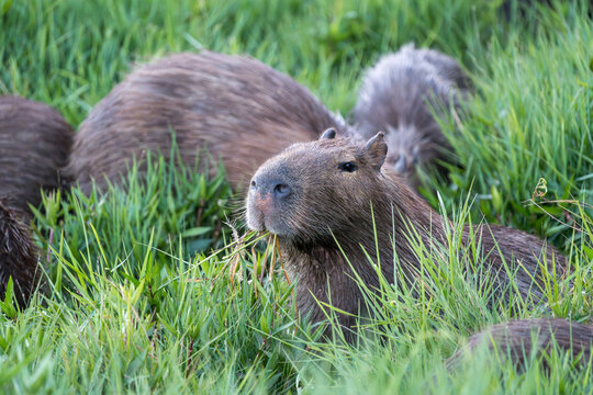 Capivara (Hydrochoerus hydrochaeris) adulto se alimentando de capim