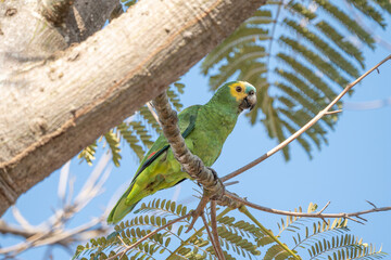 Papagaio verdadeiro (Amazona aestiva) pousado em um árvore