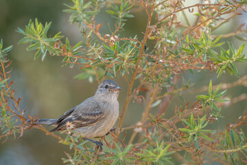 Risadinha jovem (Camptostoma obsoletum) pousado em seu habitat natural