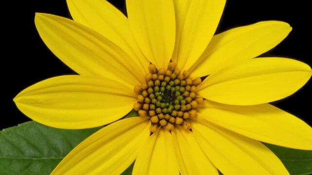 Macro time lapse opening Jerusalem artichoke (Helianthus tuberosus) or sunroot, sunchoke, earth apple, isolated on pure black background